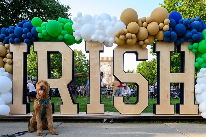 A dog sitting in front of the wooden Irish sign on Library Lawn