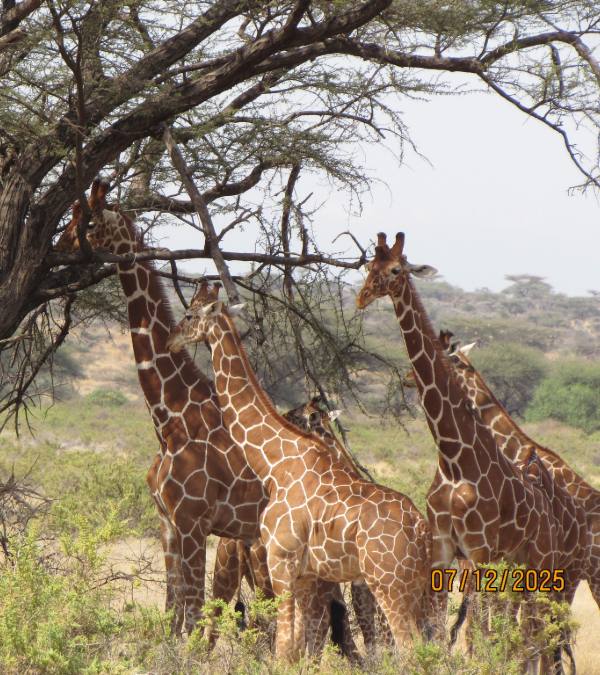 Herd of giraffe standing beside a tree